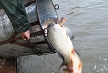 pescuit_crap_942428_55