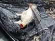 pescuit_crap_952544_32