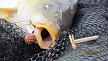 pescuit_crap_953076_31