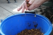 pescuit_crap_964188_52