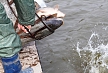 pescuit_crap_97256_55