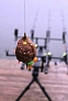 pescuit_crap_993741_51