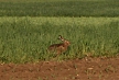 pescuit_crap_995849_34