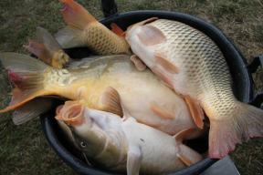 27.03.2012 - Populare Magura 9 - 2000 kg intre 3 -5 kg